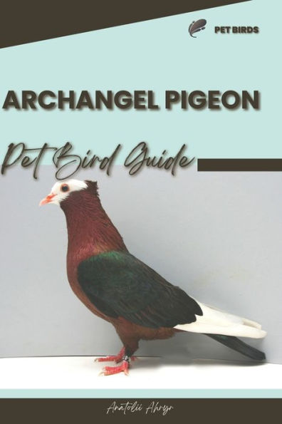 Archangel Pigeon: Pet bird guide