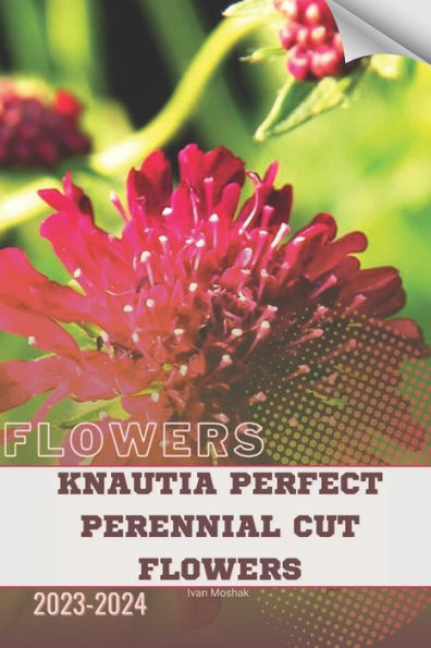Knautia Perfect Perennial Cut Flowers: Become flowers expert