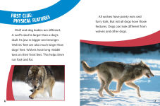Alternative view 3 of Dogs and Wolves: Canine Relatives