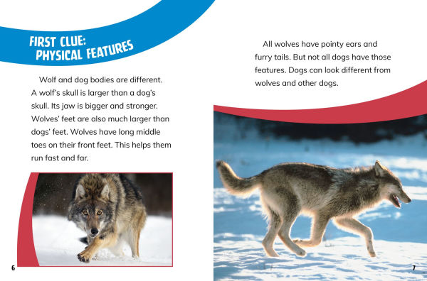 Dogs and Wolves: Canine Relatives