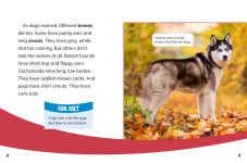 Alternative view 5 of Dogs and Wolves: Canine Relatives