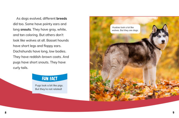 Dogs and Wolves: Canine Relatives