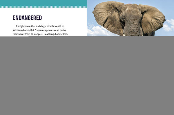 African Elephants at Risk: Saving These Majestic Mammals