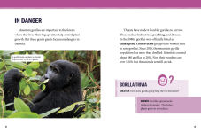 Alternative view 3 of Mountain Gorillas at Risk: Saving These Great Apes