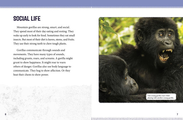 Mountain Gorillas at Risk: Saving These Great Apes