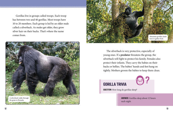 Mountain Gorillas at Risk: Saving These Great Apes