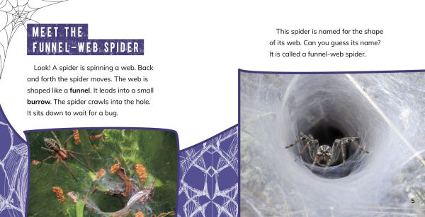 Funnel-Web Spiders