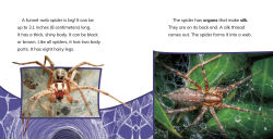 Alternative view 5 of Funnel-Web Spiders