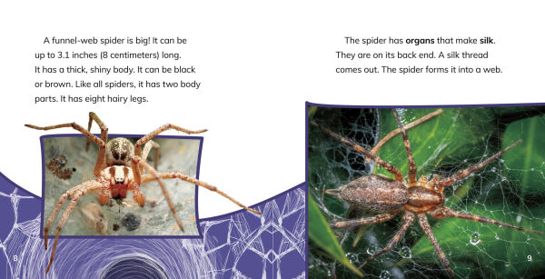 Funnel-Web Spiders