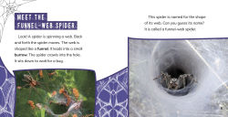 Alternative view 2 of Funnel-Web Spiders