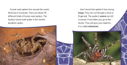Alternative view 3 of Funnel-Web Spiders