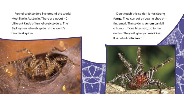 Funnel-Web Spiders