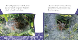 Alternative view 5 of Funnel-Web Spiders