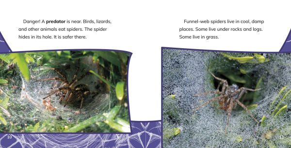 Funnel-Web Spiders