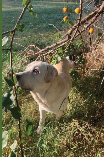 Labrador Journal: Yellow Lab lined journal