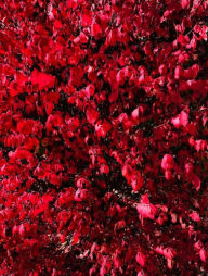 Title: Crimson Roses on a Vacant Path, Author: Jonas Skiba