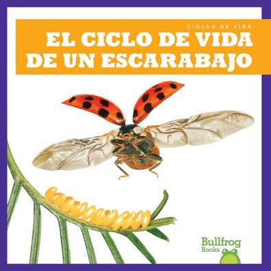 El Ciclo de Vida Un Escarabajo (a Beetle's Life Cycle)