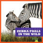 Zebra Foals in the Wild