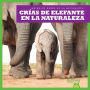 Crï¿½as de Elefante En La Naturaleza (Elephant Calves in the Wild)