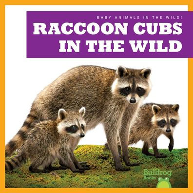 Raccoon Cubs the Wild