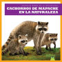 Cachorros de Mapache En La Naturaleza (Raccoon Cubs in the Wild)