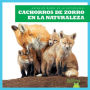 Cachorros de Zorro En La Naturaleza (Fox Kits in the Wild)