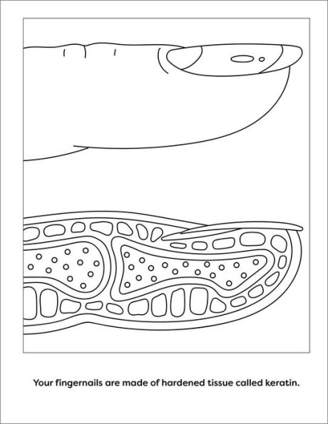Human Anatomy Coloring Book with Facts: 35+ Coloring Activities with Facts about the Human Body