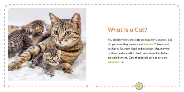 Fashion all about cats for kids