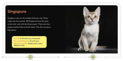 Alternative view 8 of My First Book of Cats: All About Furry Felines for Kids
