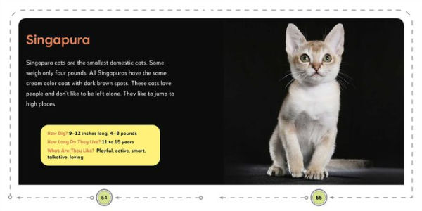 My First Book of Cats: All About Furry Felines for Kids