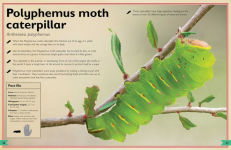 Alternative view 11 of The Magnificent Book of Butterflies and Moths