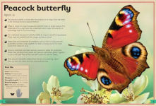 Alternative view 4 of The Magnificent Book of Butterflies and Moths