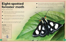 Alternative view 6 of The Magnificent Book of Butterflies and Moths