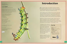 Alternative view 7 of The Magnificent Book of Butterflies and Moths