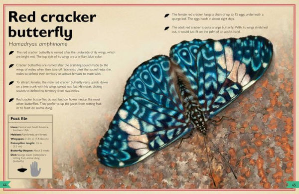 The Magnificent Book of Butterflies and Moths