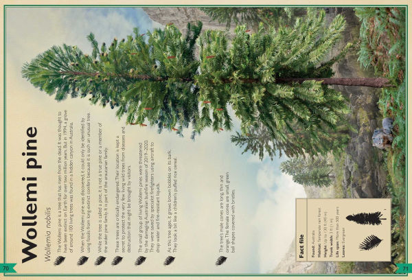 The Magnificent Book of Trees