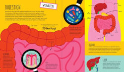 Alternative view 2 of How To Make a Human: Could you build a human body from scratch?