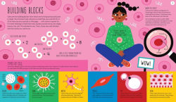 Alternative view 7 of How To Make a Human: Could you build a human body from scratch?