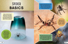 Alternative view 7 of Smithsonian Explores: Bugs and Insects: Discover the Fascinating World of Creepy Crawly Creatures!