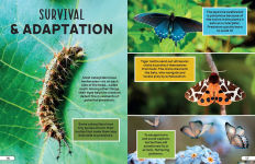 Alternative view 8 of Smithsonian Explores: Bugs and Insects: Discover the Fascinating World of Creepy Crawly Creatures!