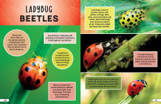 Alternative view 9 of Smithsonian Explores: Bugs and Insects: Discover the Fascinating World of Creepy Crawly Creatures!