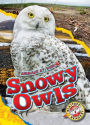Snowy Owls
