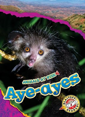 Aye-Ayes