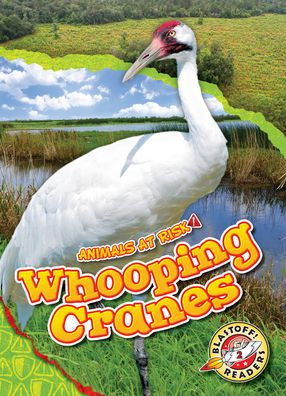 Whooping Cranes