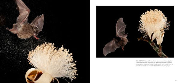 Bat Island: A Rare Journey into the Hidden World of Tropical Bats