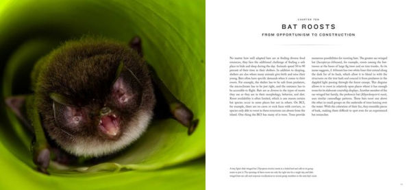 Bat Island: A Rare Journey into the Hidden World of Tropical Bats