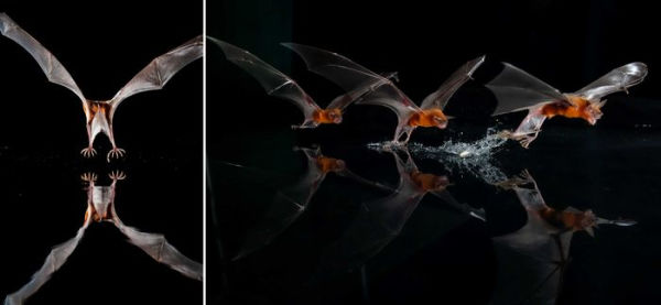 Bat Island: A Rare Journey into the Hidden World of Tropical Bats