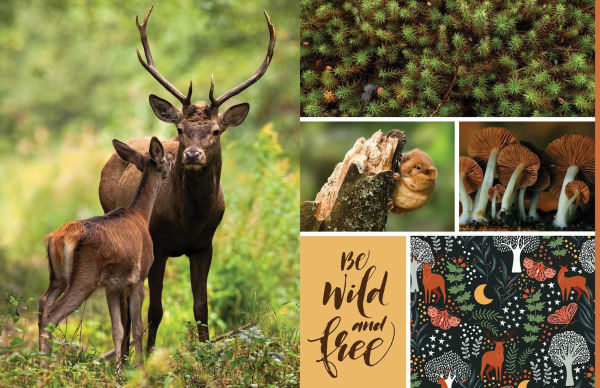 Cut & Collage Woodland Creatures: Extraordinary Images from Within the Forest