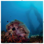 Alternative view 3 of Underwater Museums: What Remains of WWII in the Pacific