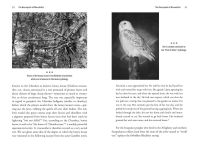 Alternative view 4 of Tripping the Trail of Ghosts: Psychedelics and the Afterlife Journey in Native American Mound Cultures